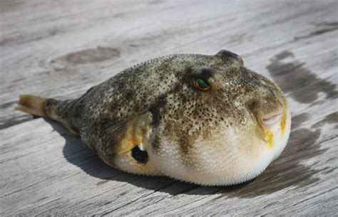 fugu fish